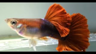 HB Red Rose Guppy Fish