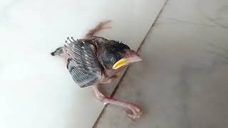 Save this bird 🐦 | Borne in my bathroom