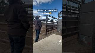 Yesterdays pick ups 🤠 #skylarfarming#farmlife#cattle#cowboys#cowgirls#california