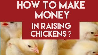 How to Make Money in Raising Chickens？