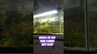 Stunning jungle aquarium | Update coming soon #aquariumdecor #fishtank #aquarium