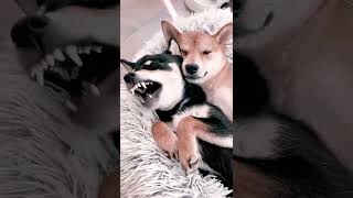 Dogs: and Appreciation in Dog Songs Humans and HowHumans #twodogs #maketune #one#tune #viral #music