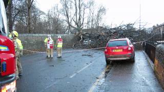 Car Hit by Fallen Tree