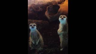 Cute and Curious Meerkats