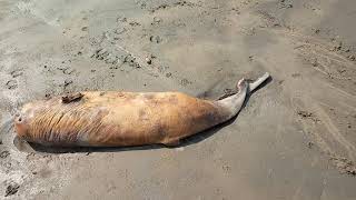 Dead dolfin at digha mohona sea beach / Digha / Purba medinipur / west Bengal.........