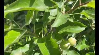 Early June Home Garden Tour