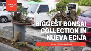 Best Bonsai Collection in Nueva Ecija  |  Room Tour of JollyDays Hotel