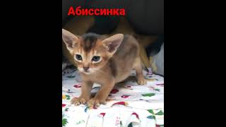 Мелкая абиссинская кошка