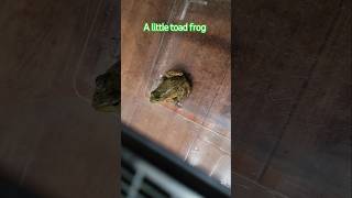 A little toad 🐸 frog #amazing #caught #frog #toad #crazy #cute #jgkix