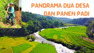 Suasana Kental Pedesaan, Lihatlah Mereka Memanen Padi | 4K