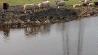 Fishing. The Sheep look on as two Great Crested Grebes are fishing one catches a small fish.