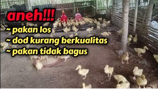 bagaimana jadinya? pakan los kalau dod dan pakannya tidak bagus | bebek pedaging