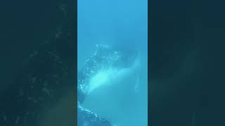 I Got Tail Whipped By A Whale