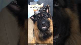 シェパードの可愛すぎる解説 #shorts #germanshepherd