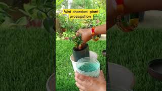 Mini chandani plant propagation