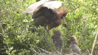 Young Reddish Egret Trio Savors Diet of Minows