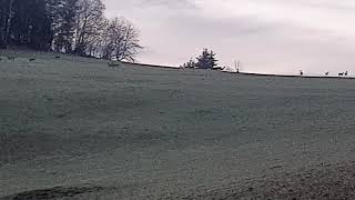 Morning  daybreak from Zbunovci, Kysuce - 04/2021 with 🦌 deer's