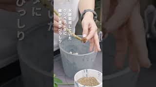 【簡単】水耕栽培から土栽培に移行する方法 #観葉植物のある暮らし #観葉植物