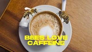 How caffeine affects bees? #shorts #bees #caffeinatedbees