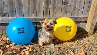 "Rylie’s Ultimate Ball Challenge: Which Will She Pick #cute #soccer #viralvideo #yorkies #Rylie