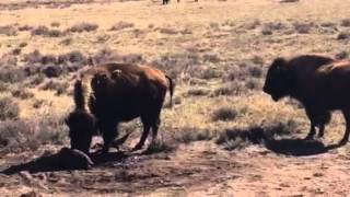 New Baby at Durham Bison Ranch