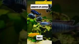 5 Health benefits of catfish to your diet #fishing #catfishfarming #short #fish #facts #healthyfood