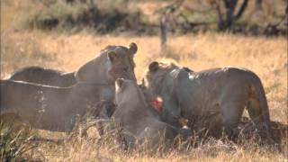 Lion Kill Moremi National Park, Botswana