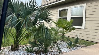 Early Winter Palm Garden Update! 🌴🧊