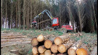 Colheita de Madeira com Harvester Komatsu