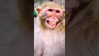 Funny Monkey Video #monkey #youtubeshorts #short #shorts