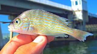 Fishing Under a Bridge with LIVE Bait for Tarpon & Grouper