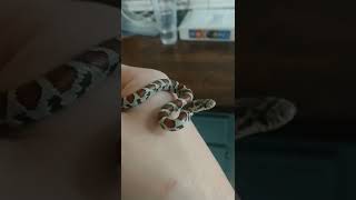 Baby Eastern Milk Snake