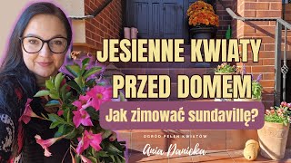 Jesienne kwiaty przed domem i przed szklarnią. Jak zimuję sundavillę.