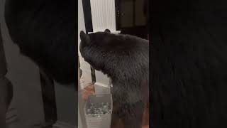 Bear DISRESPECTS 'take one' Halloween candy rule