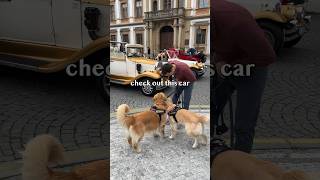 Goldens take a spin in a vintage golden convertible