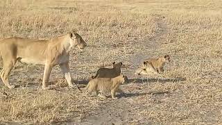 Boteti Tented Camp Lion Cubs in Moremi