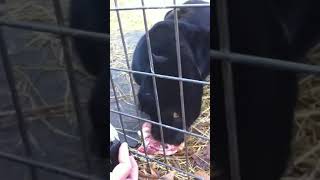 black leopard feeding time (for all)#shorts