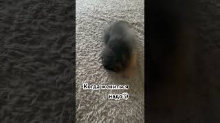 А куда торопиться?😂#юмор #шпиц #funnyanimals #прикол