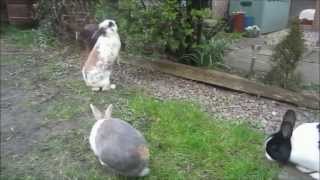 Bunny update - 25th April 2013