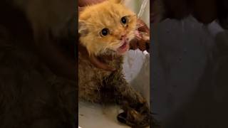 Heart-Pounding Cat Rescue: Roadside to Warmth #cat #shorts #catrescue