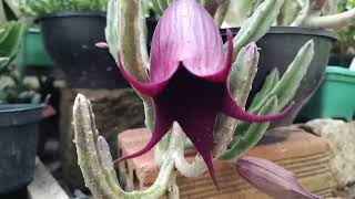 flor da Stapelia leendertziae