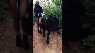 Hiking with ghost was definitely fun. #canecorso ##texas #bigdog #dreeandghost