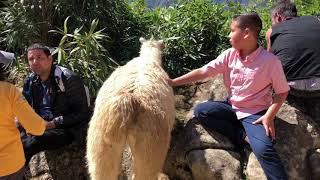 Llamas In Machu Picchu