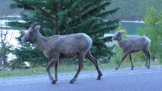 WILDLIFE SPOTTING in Banff National Park