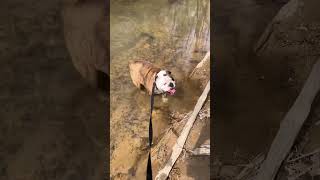 Tank enjoyed his 5th B’day hiking in the forest!