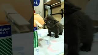 Cute little cat melt down my heart. #cat #cute #catlover #kitty #lovelycat #catvideos #cutepets