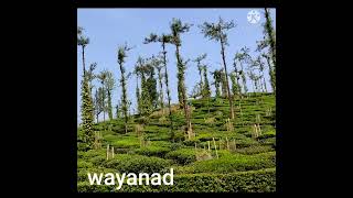 short#shortvedeo #wayanad#വയനാടൻ മലനിരകളിലൂടെ ഒരു യാത്ര....