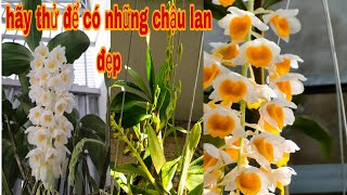 kích hoa cho lan sơn thủy tiên và kiều chuẩn tết ai cũng làm được