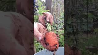 Carrot harvest.