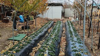 Ура-а-а, делаем балаган для клубники 🍓